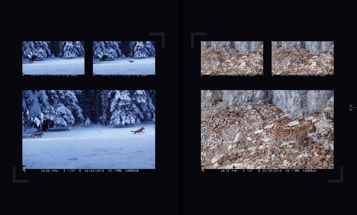 Livre Marche avec les loups pages 106-107