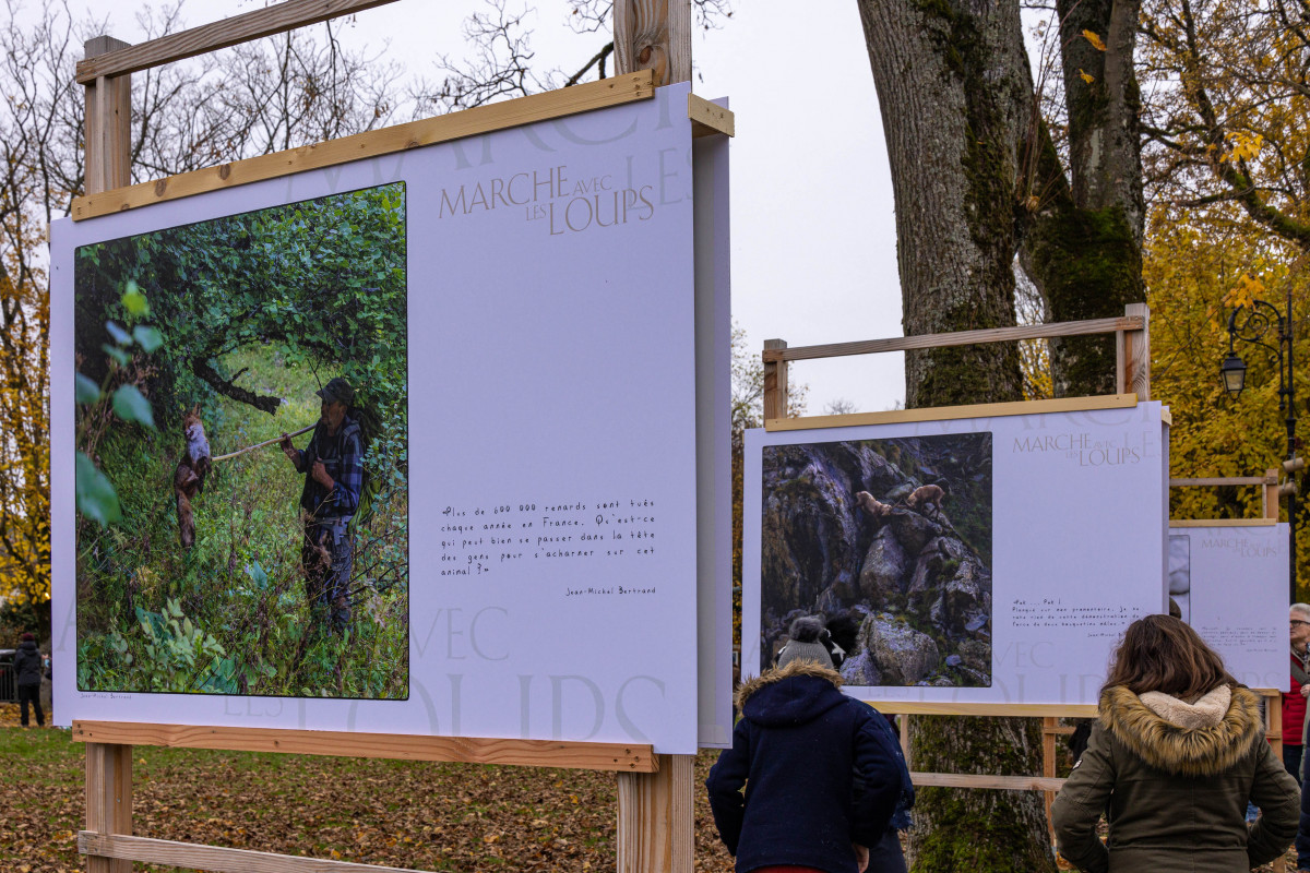 Marche avec les loups, exposition photographique de Bertrand Bodin, Festival de Montier
