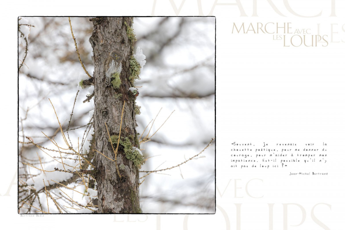 Marche avec les loups, exposition photographique de Bertrand Bodin, chevêchette
