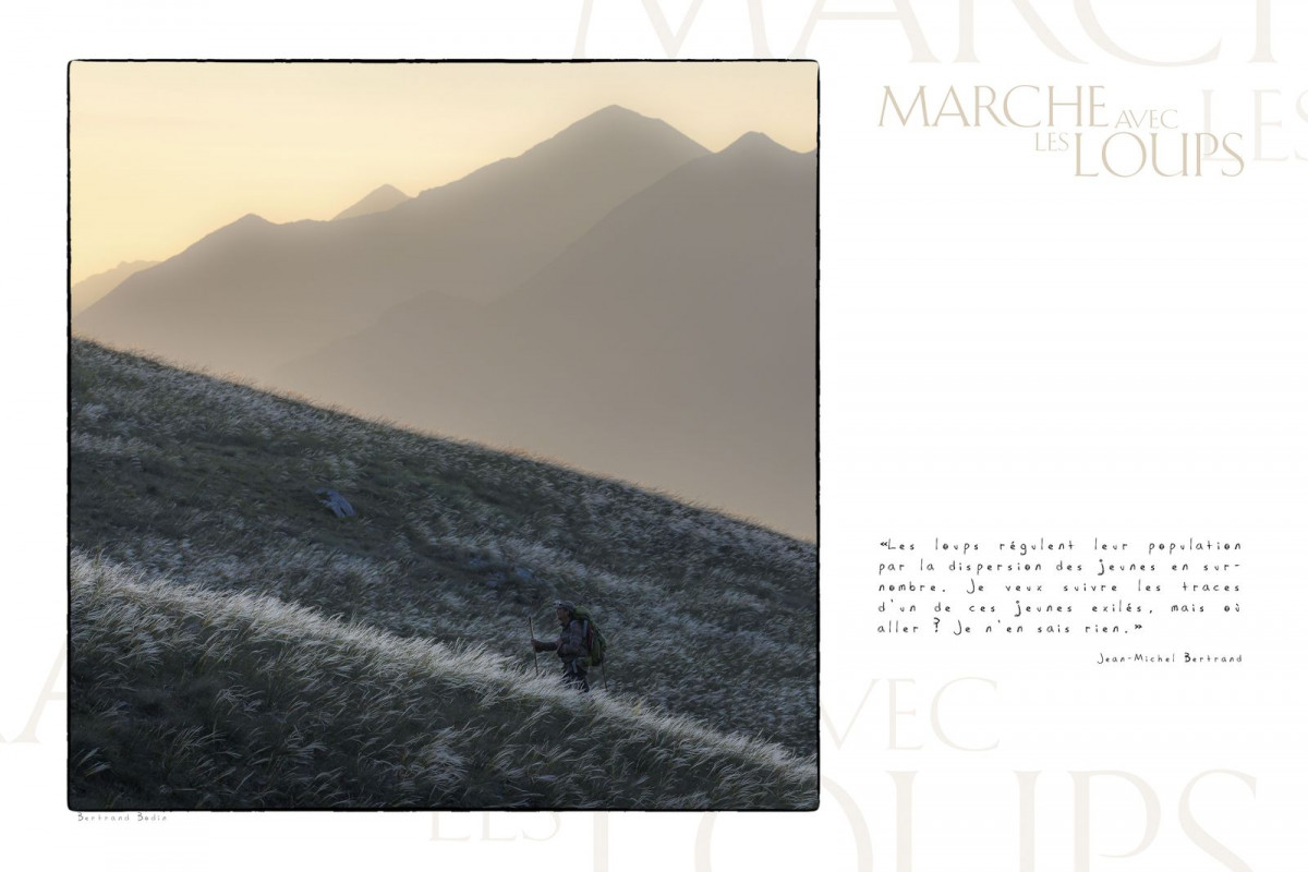 Marche avec les loups, exposition photographique de Bertrand Bodin, Jean-Michel Bertrand