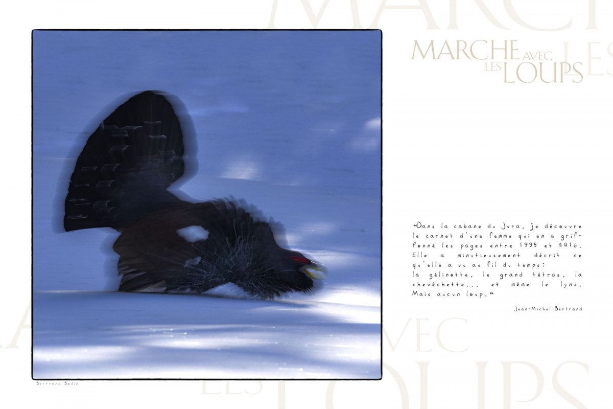 Marche avec les loups, exposition photographique de Bertrand Bodin, grand tétras