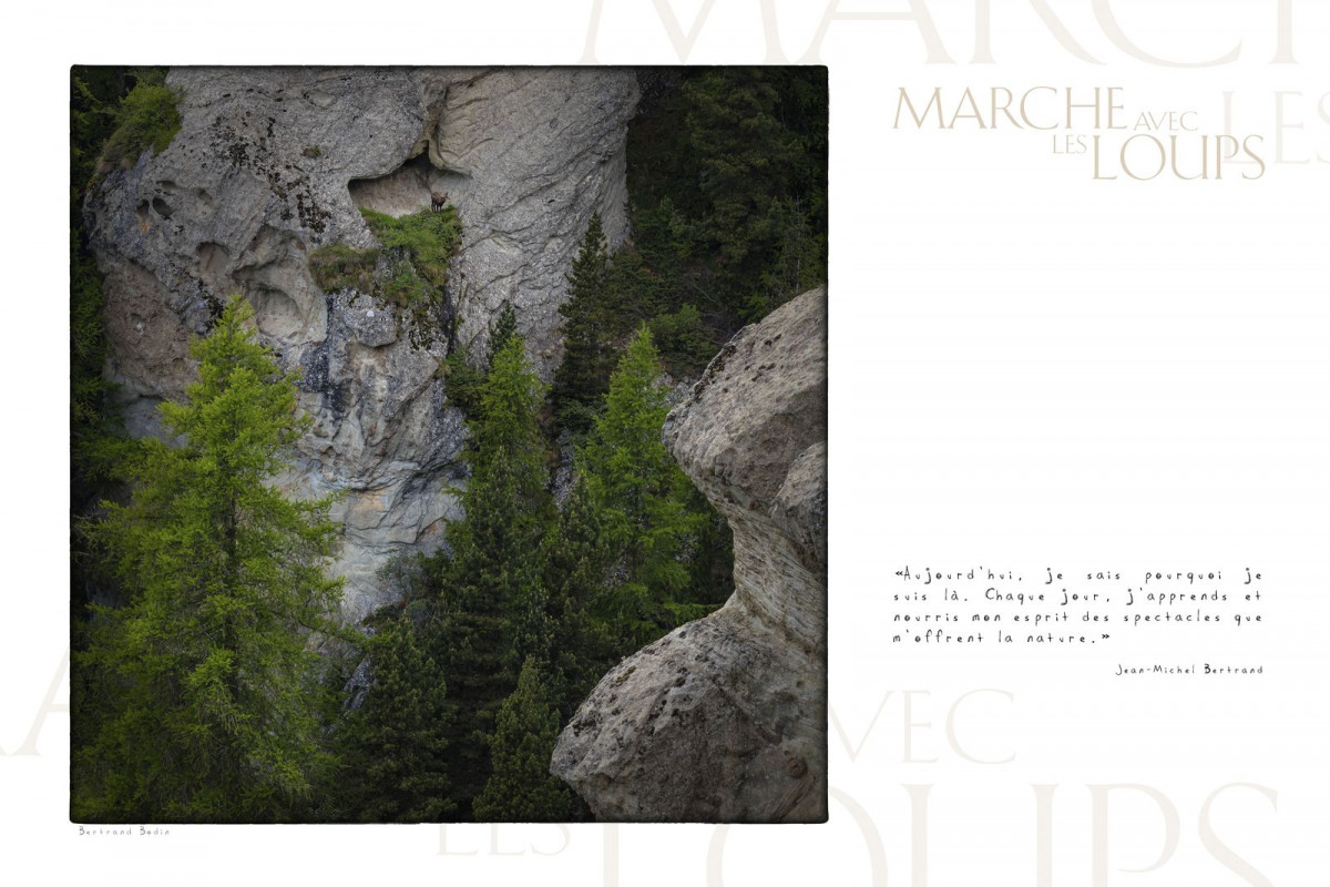 Marche avec les loups, exposition photographique de Bertrand Bodin, chamois