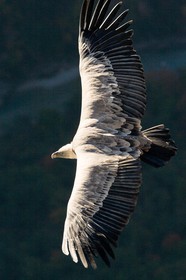 Vautour fauve, Gyps fulvus