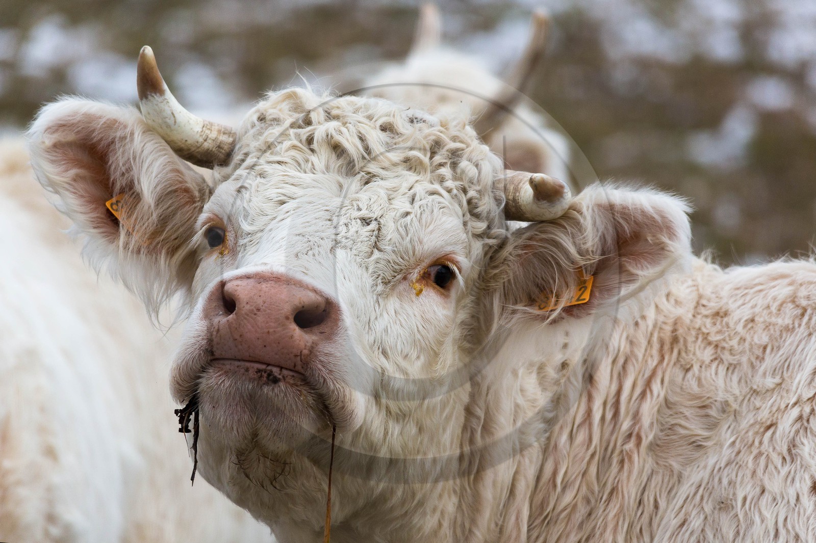 Valbonnais, Col d'Ornon, troupeau de vache avec les premières neiges