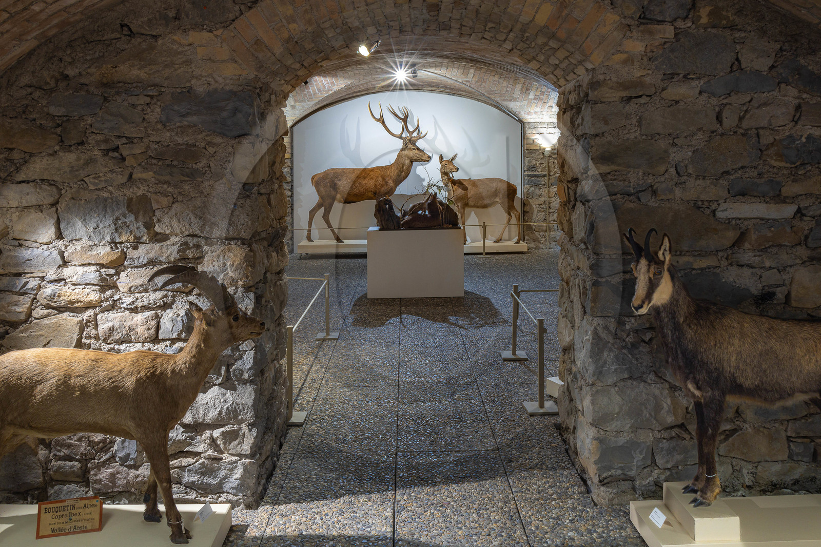 Musée Muséum départemental des Hautes-Alpes, collections d’animaux naturalisés