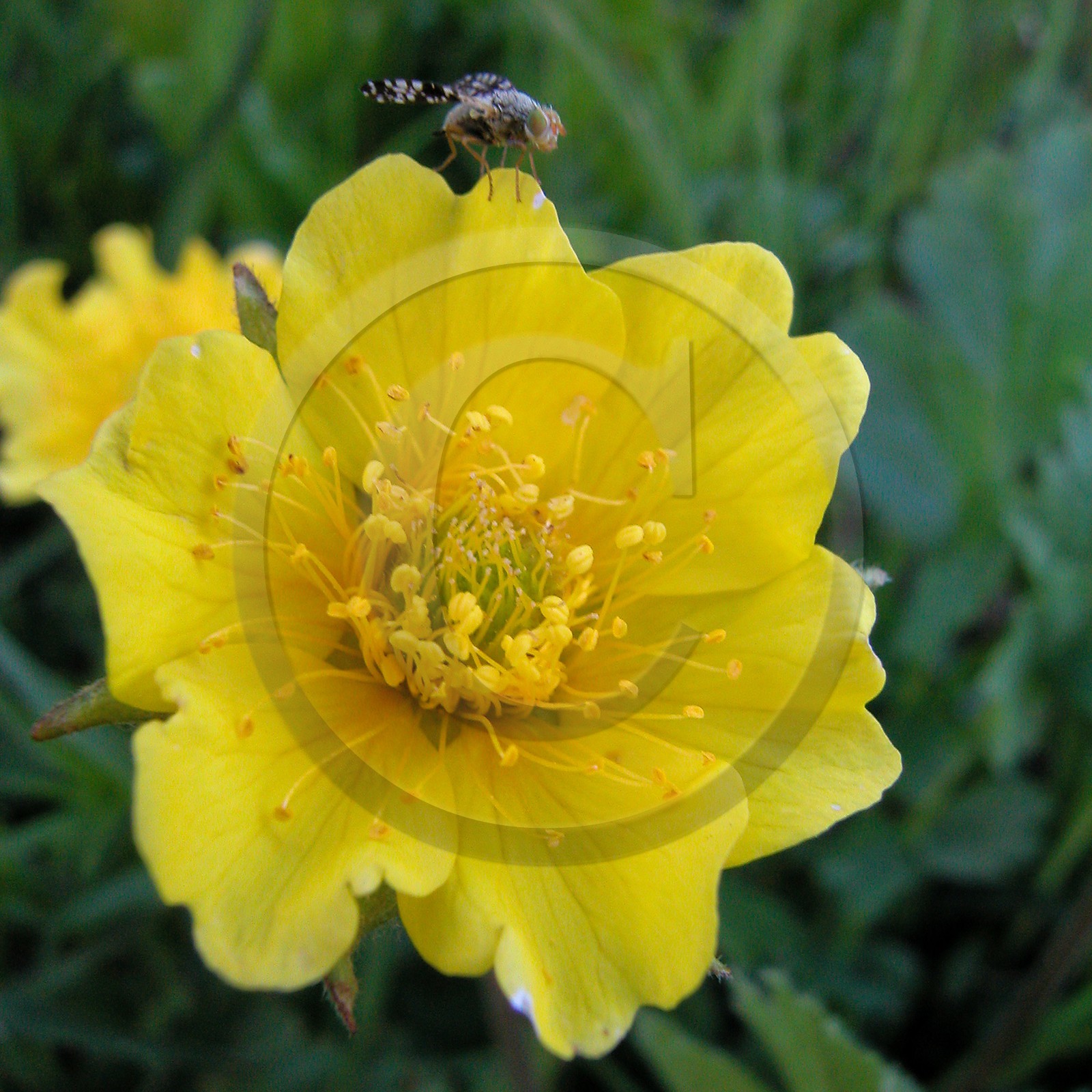Benoite des montagnes, Geum montanum