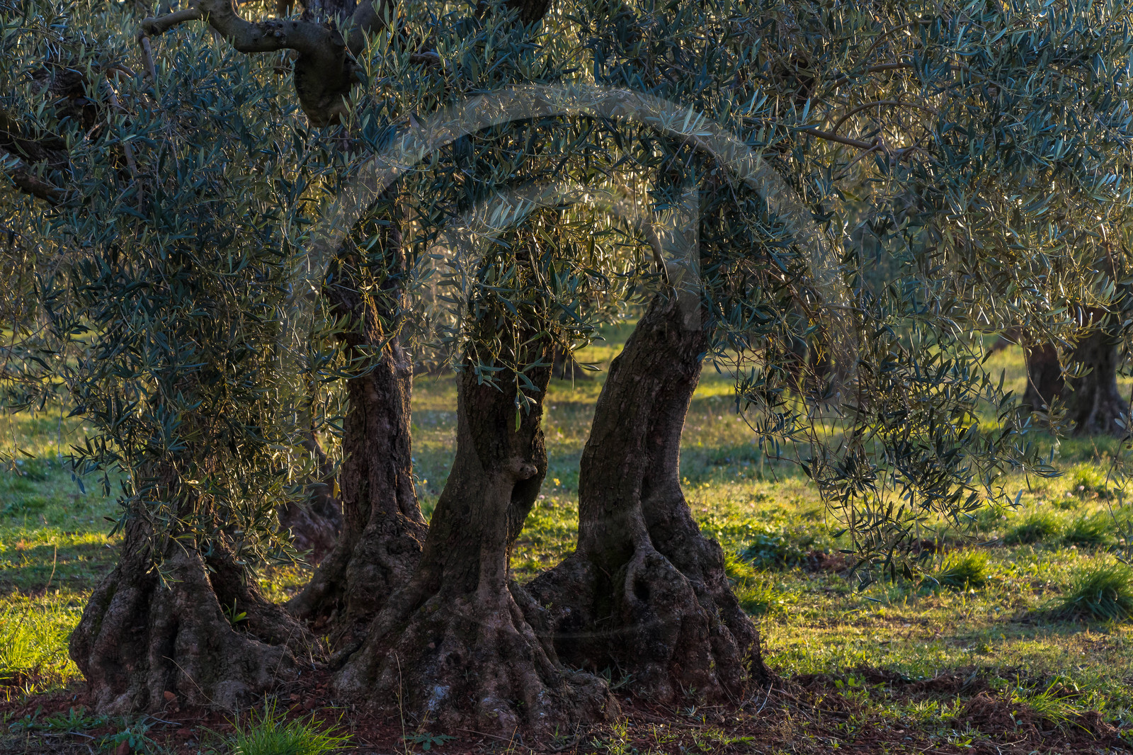 Oliveraie de la vallée des Baux de Provence