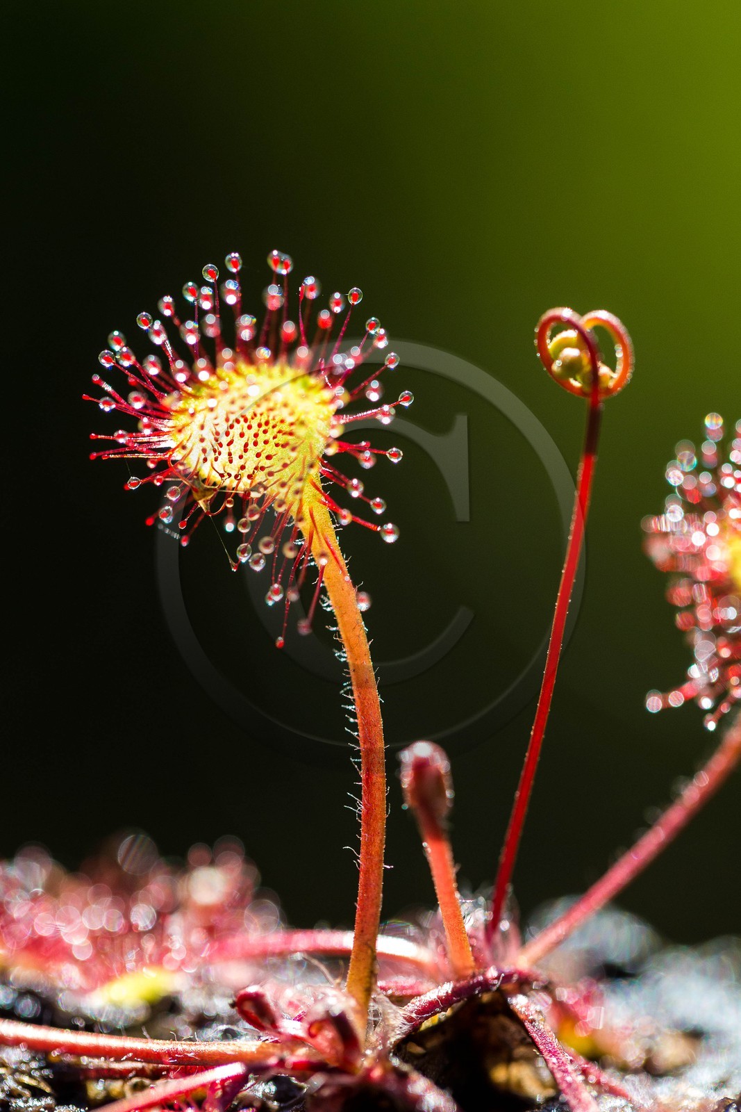 ENS de l'Isère, Tourbière des Planchettes, Rossolis à feuilles rondes (Drosera rotundifolia)