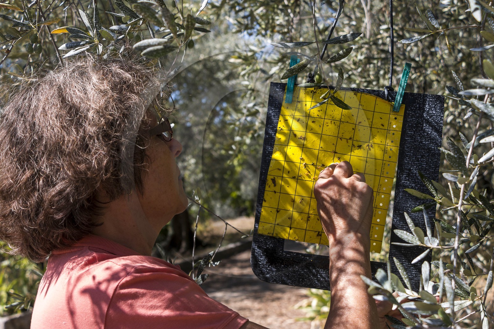 Spéracèdes, Campagne du Virat, Claude Martin, oléicultrice bio, piège à phéromone