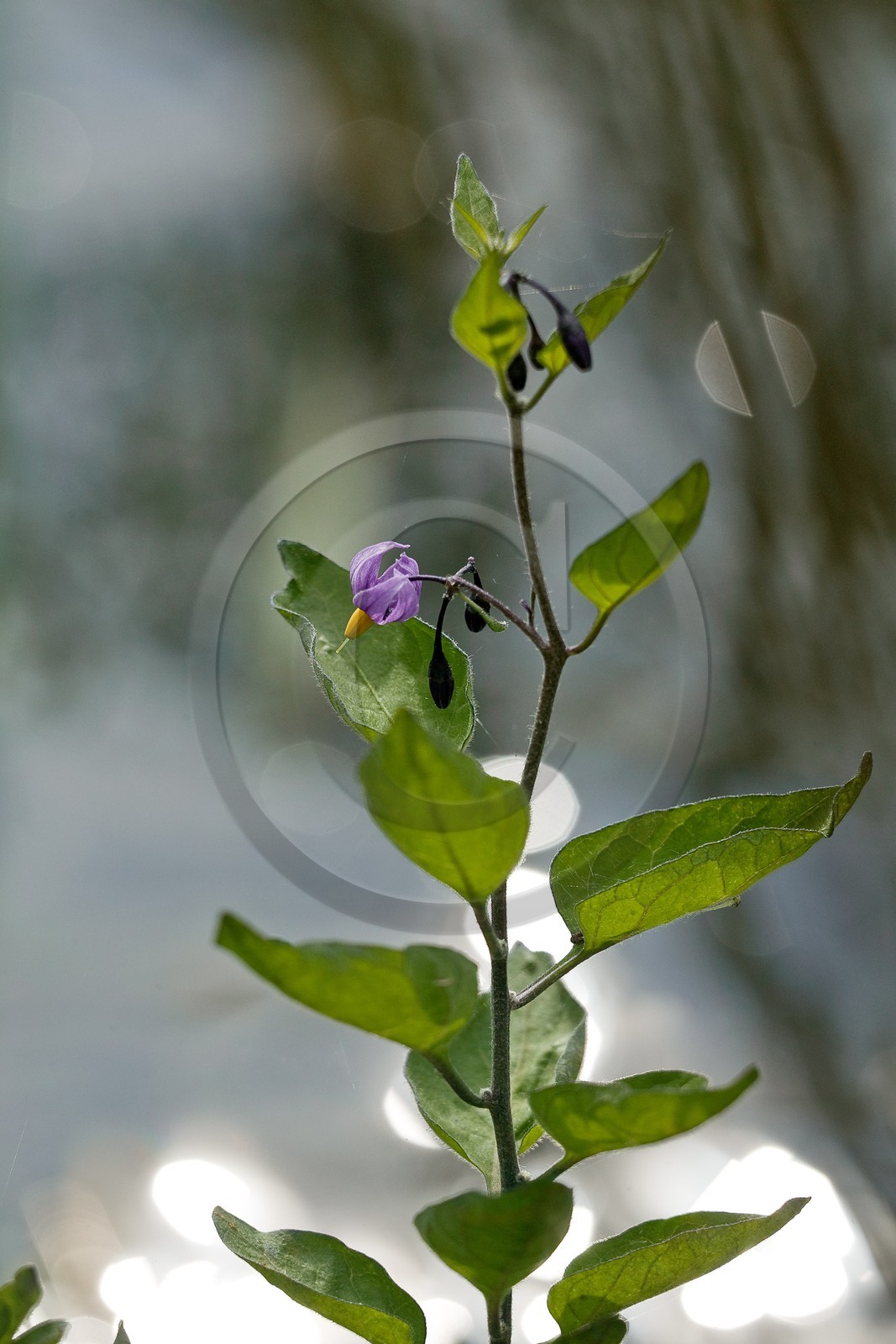 Morelle douce amère, Solanum dulcamara