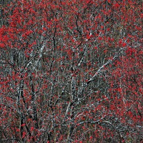 Col d'Ornon, sorbier des oiseleurs (Sorbus aucuparia L.)