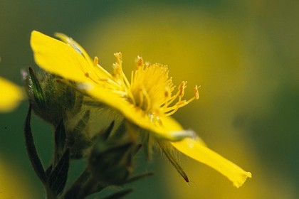 Potentille du Dauphiné, Potentilla delphinensis