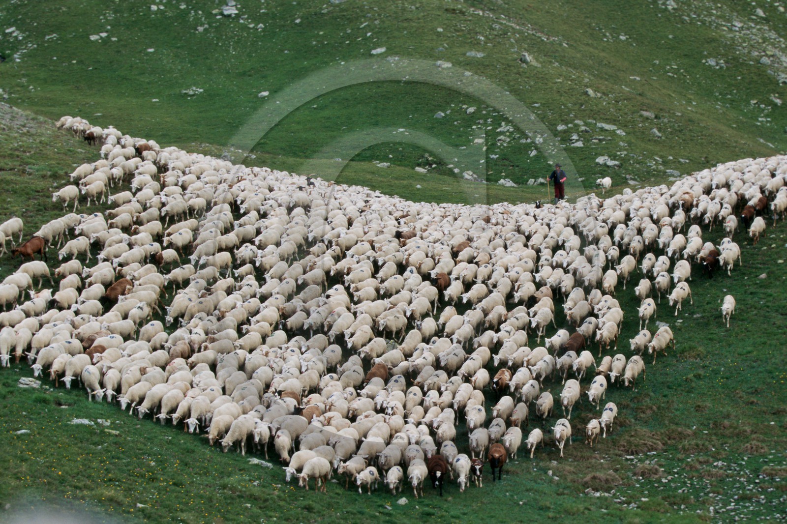 Alpage de Jujal, Le Bailou, berger