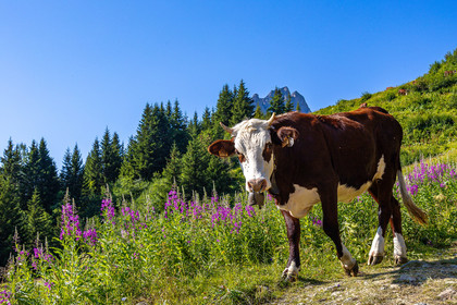 Réserve Naturelle des Contamines-Montjoie