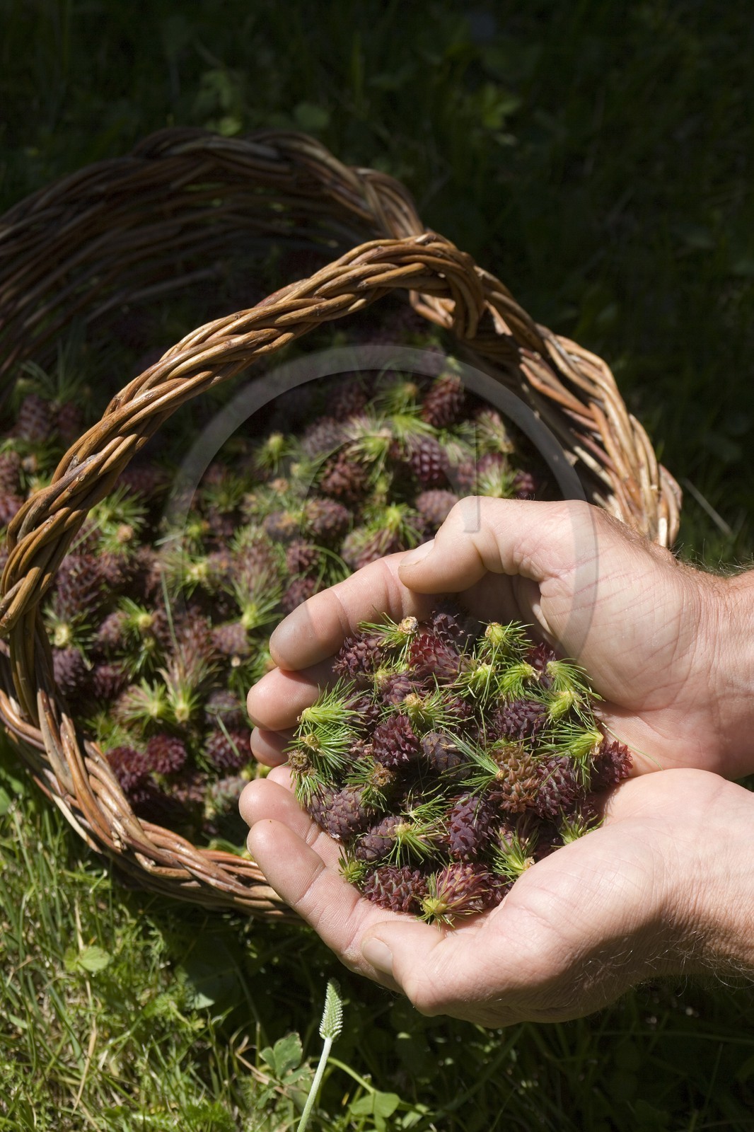 Cône femelle de mélèze (larix décidua)
