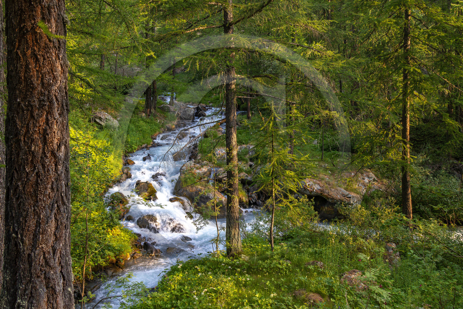 Torrent le petit Tabuc