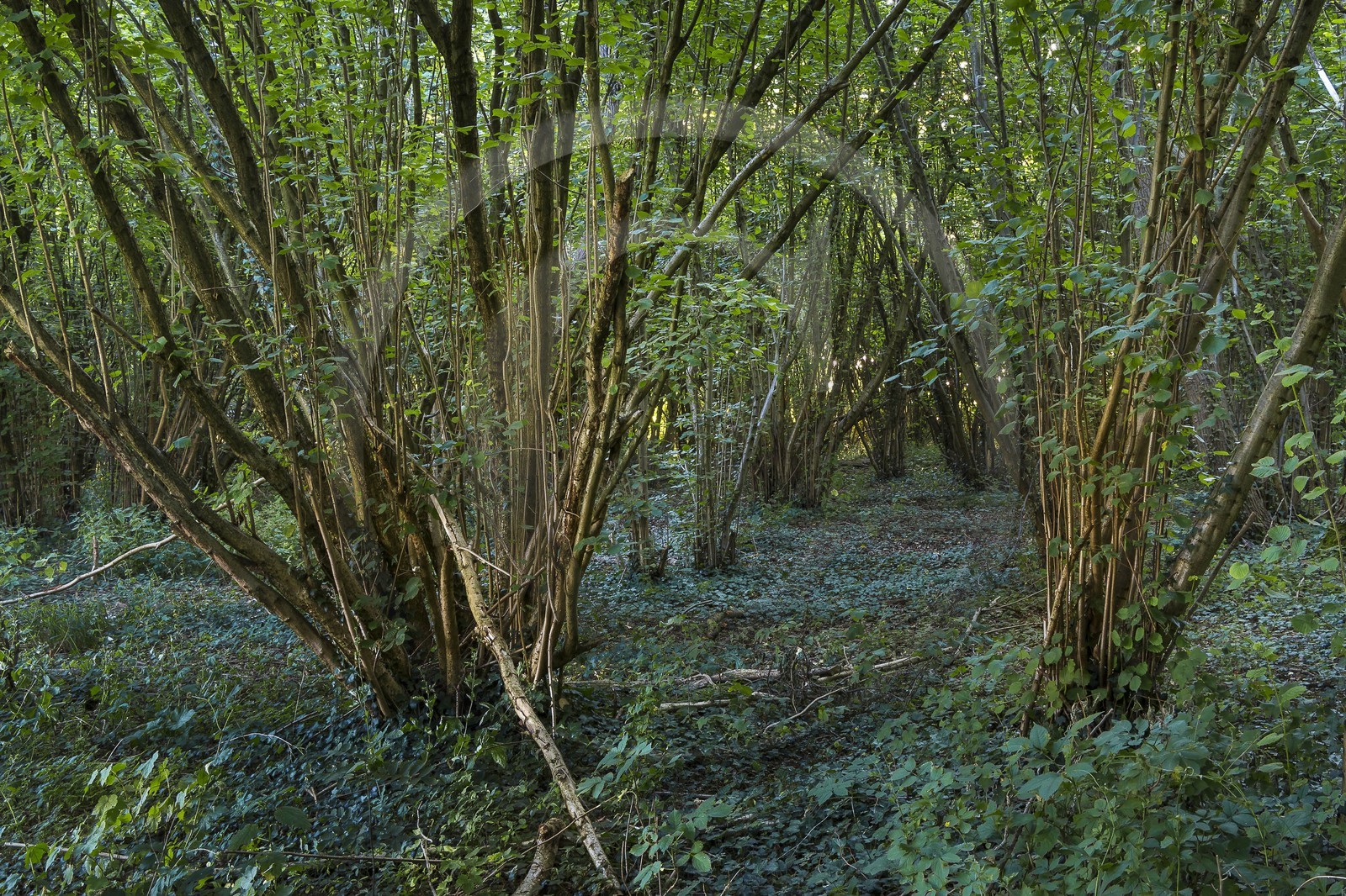 ENS de l'Isère, Prairies inondables de Pont-Évêque