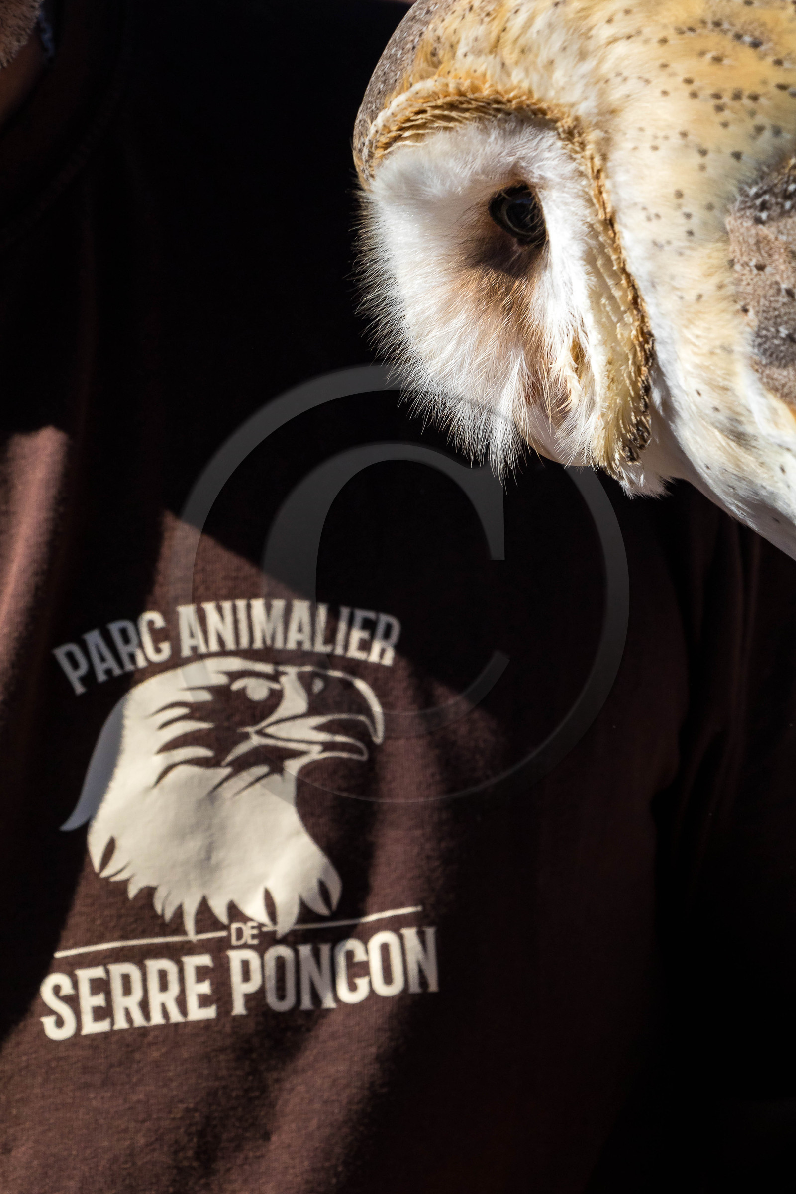 Parc animalier de Serre-Ponçon, Chouette effraie (Tyto alba)