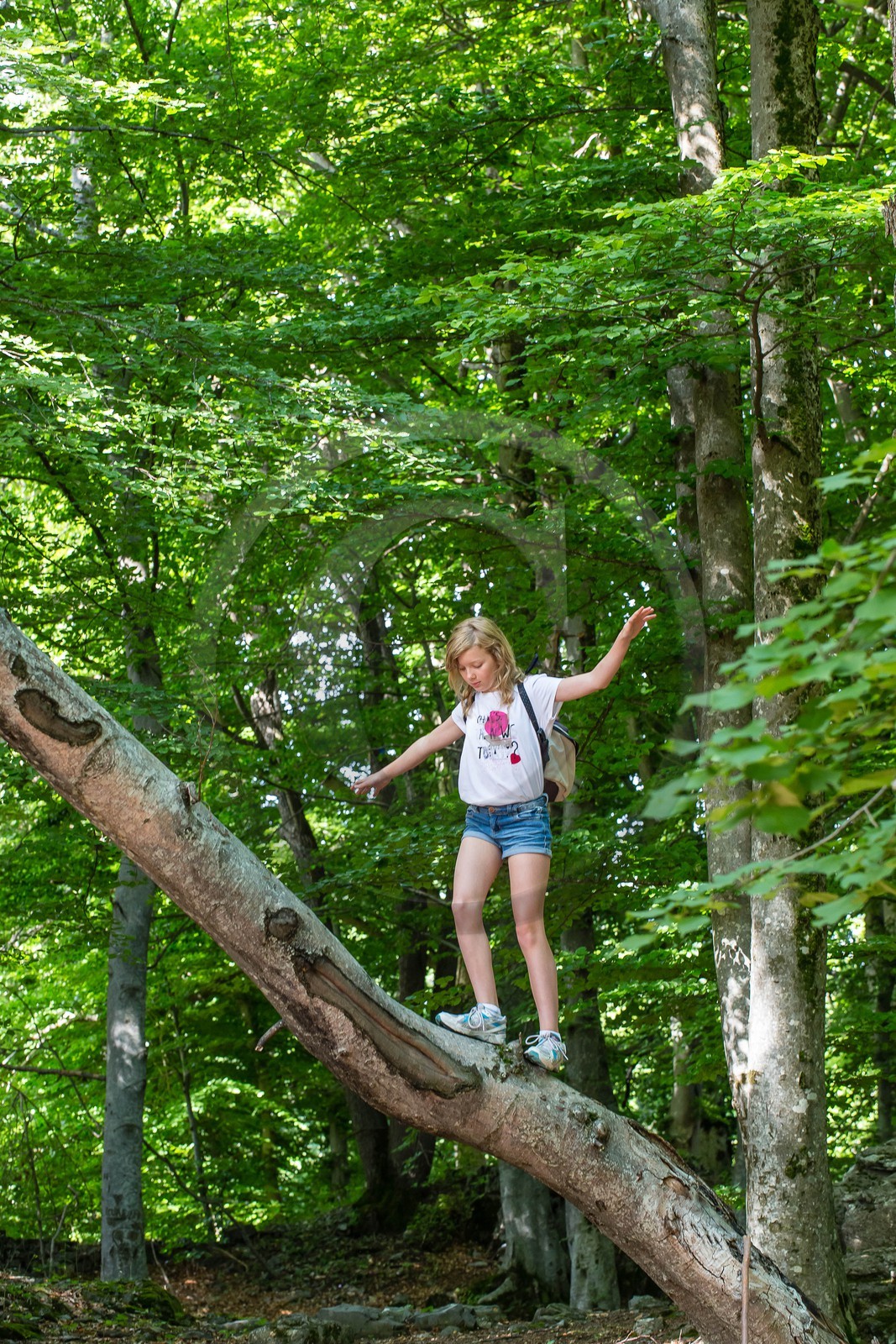Alpes de Haute-Provence, hêtraie de Pontis
