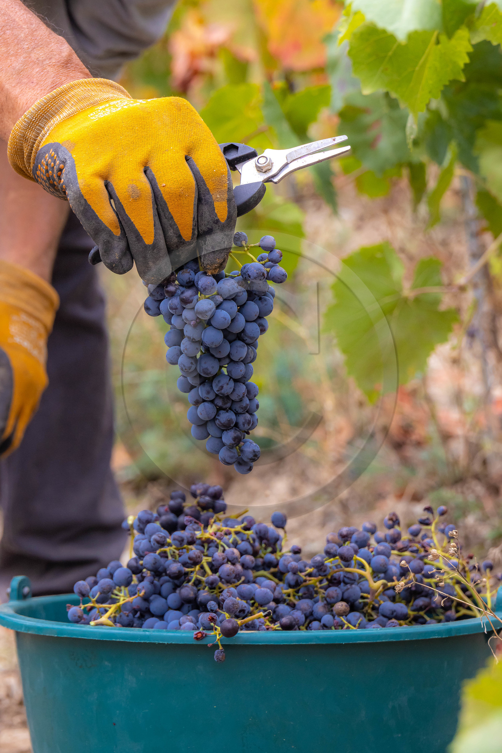 Domaine du Mont Guillaume