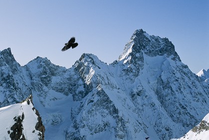 Aiguille du Plat de la Selle, Chocard à bec jaune, Pyrrhocorax graculus