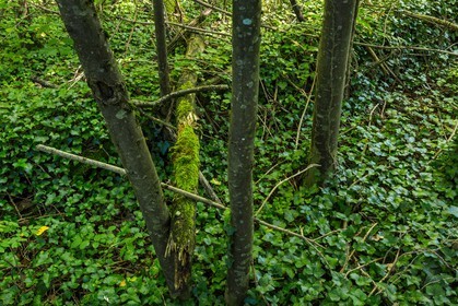 ENS de l'Isère, espace alluvial de la Rolande, forêt alluviale