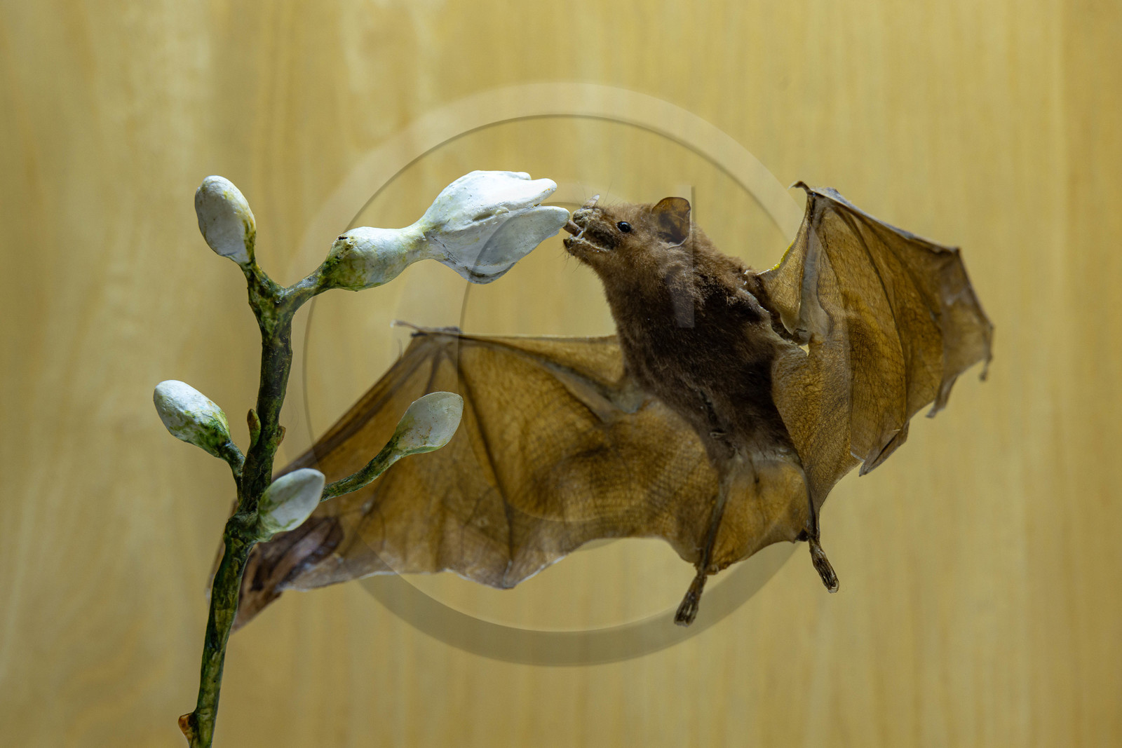 Musée Muséum départemental des Hautes-Alpes, Exposition Nuit