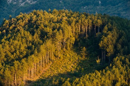 Forêt de Durbon