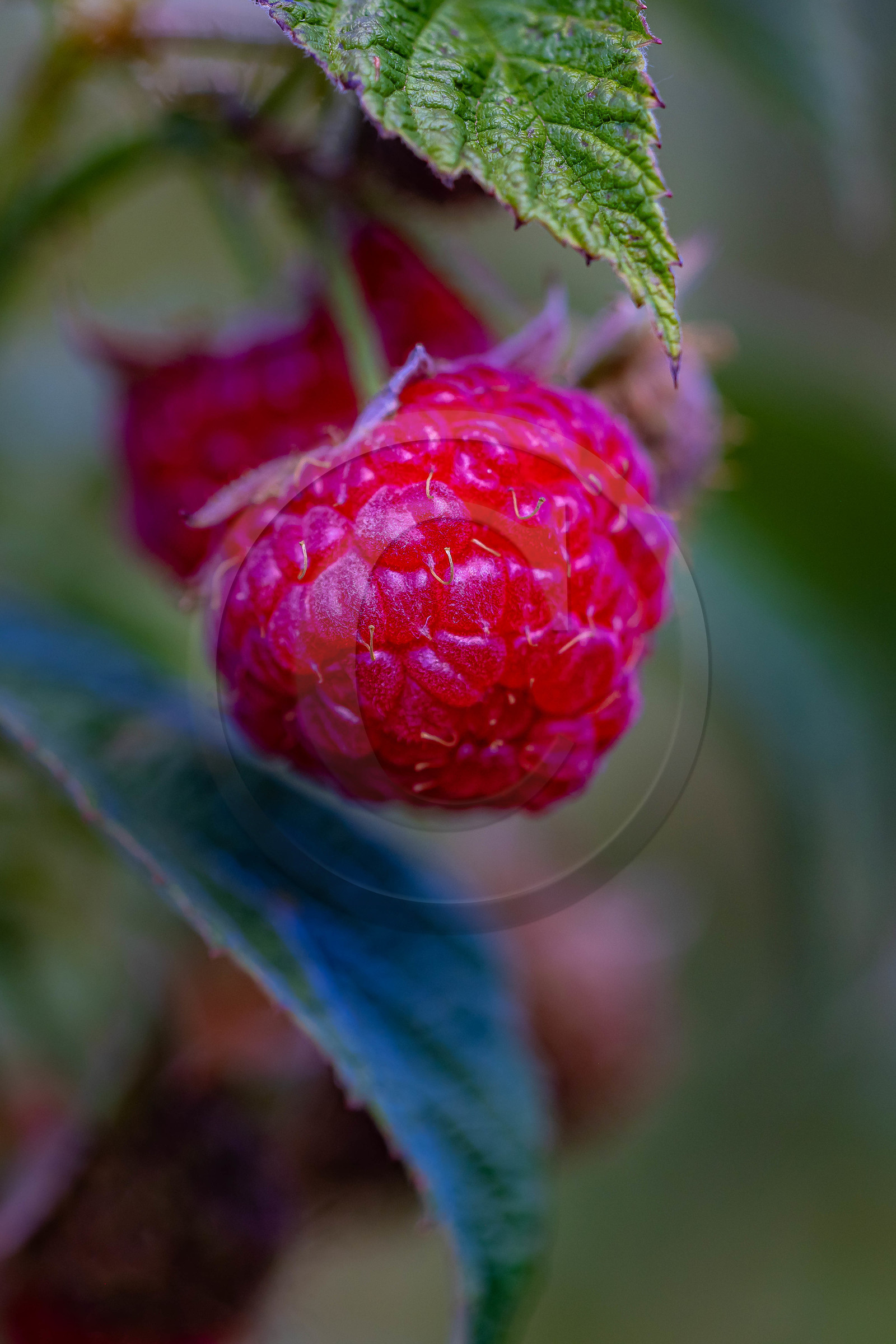 Ecrins de fruits, producteur de fruits rouges