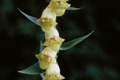 Digitale Jaune, Digitalis lutea