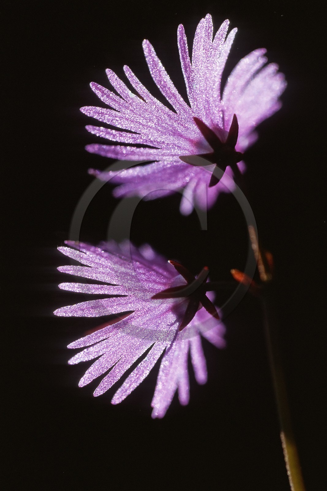Soldanelle des Alpes, Soldanella alpina
