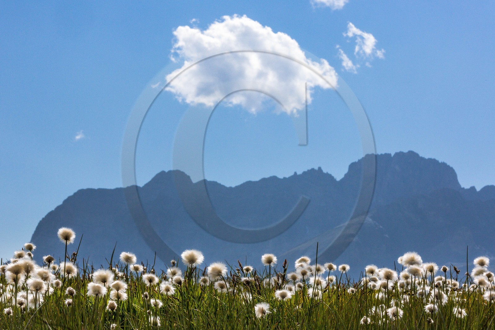 col du Longet, Lac du Longet, linaigrette