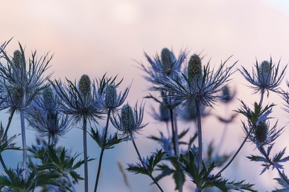 Chardon Bleu, Panicaut des Alpes, Eryngium alpinum