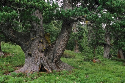 Bois des Ayes, Pin cembro