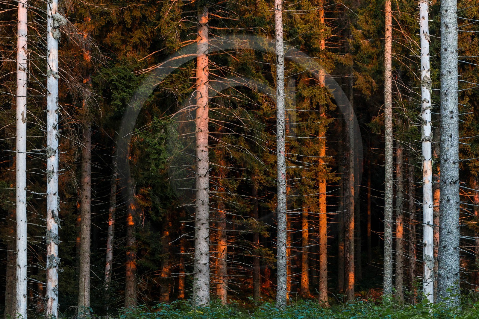 ENS de l'Isère, Les Ecouges