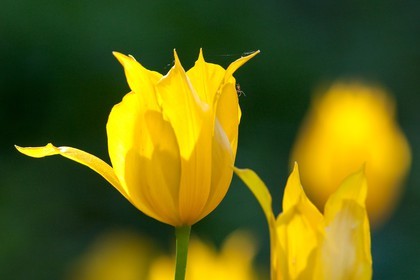 Tulipe , Tulipa billietiana