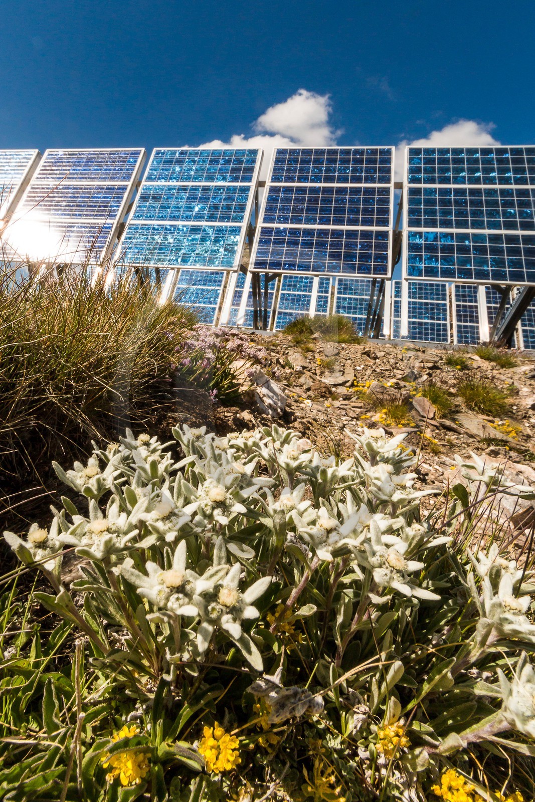 Saint-Véran, Observatoire du Pic de Château-Renard, panneaux solaires et edelweiss