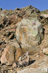 Bouquetin, ou bouquetin des Alpes (Capra ibex)