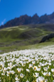 Vallon de l'Orrenaye, renoncule de kupfer, Ranunculus kuepferi