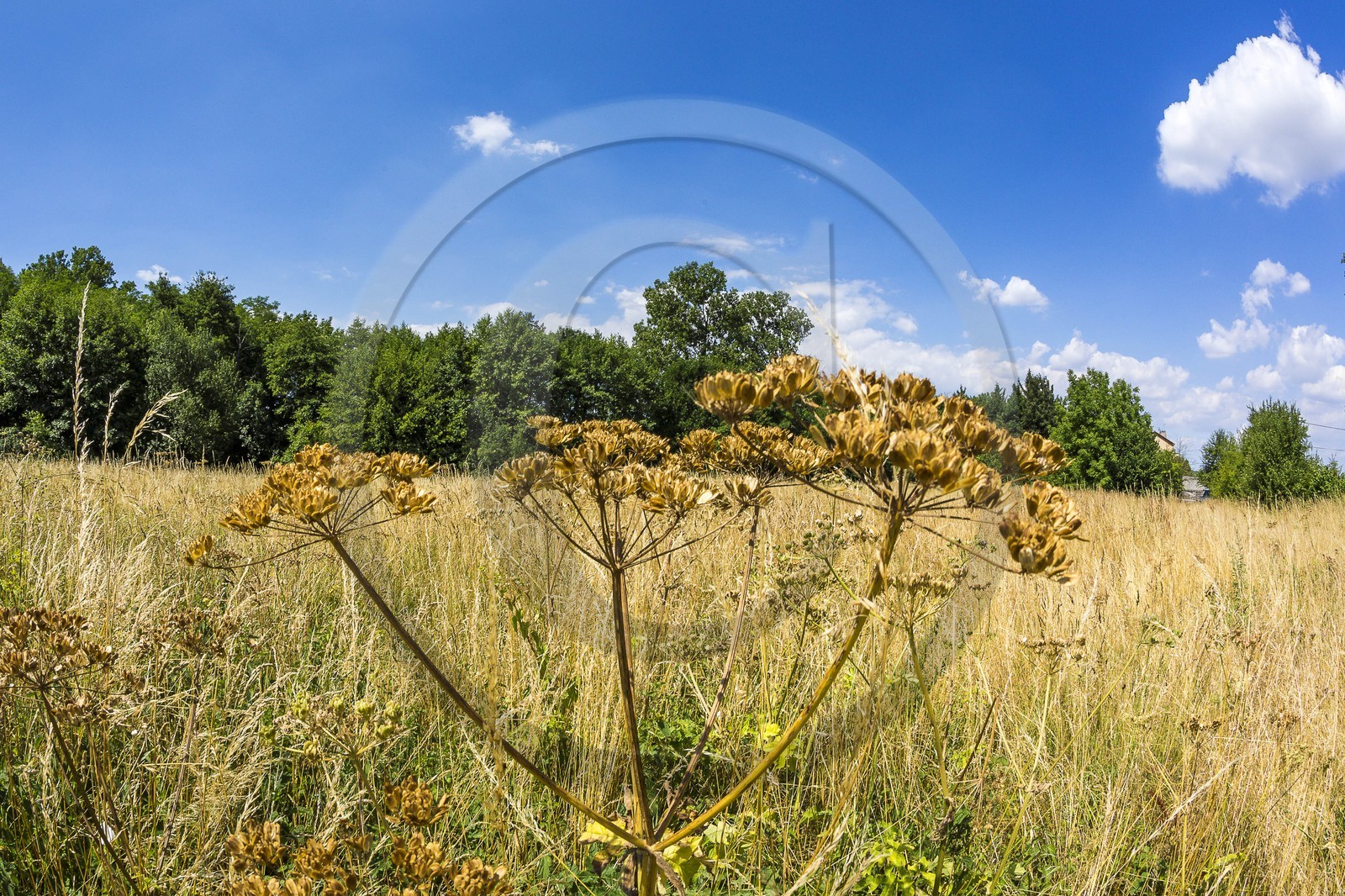 ENS de l'Isère, Zone humide de la Merlière