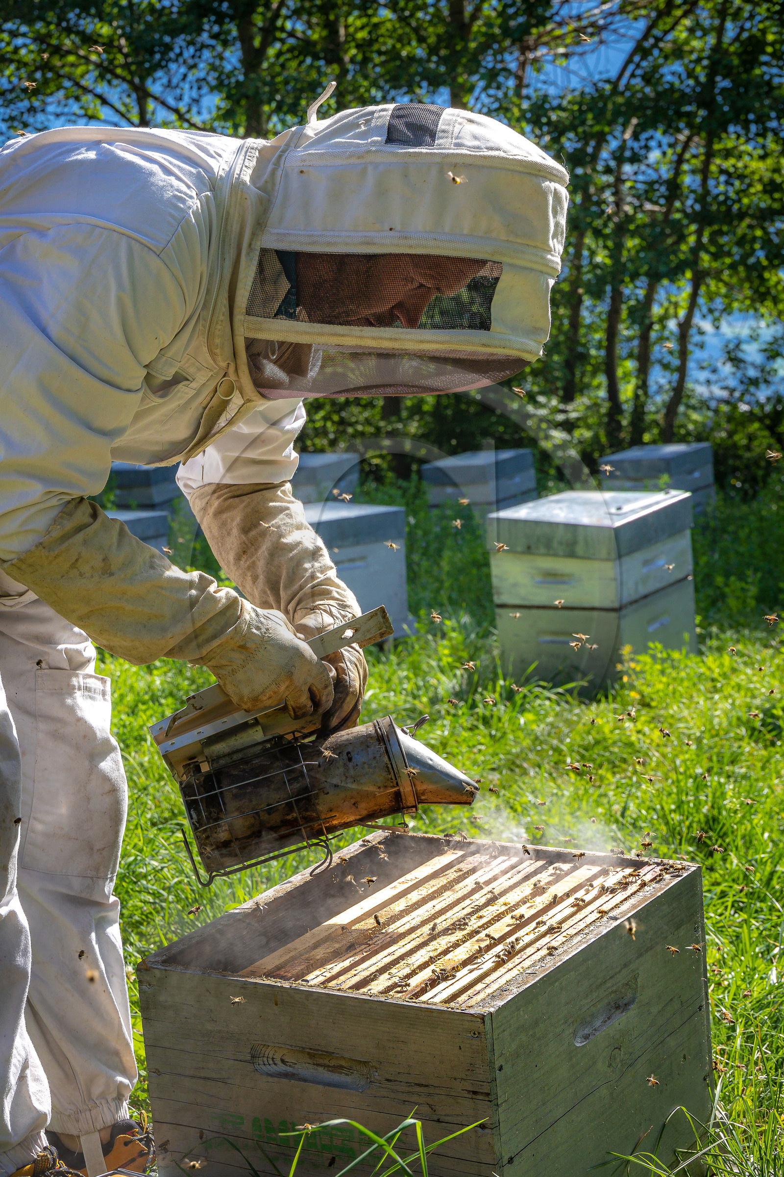 Jean-Jacques Daubert - Apiculteur