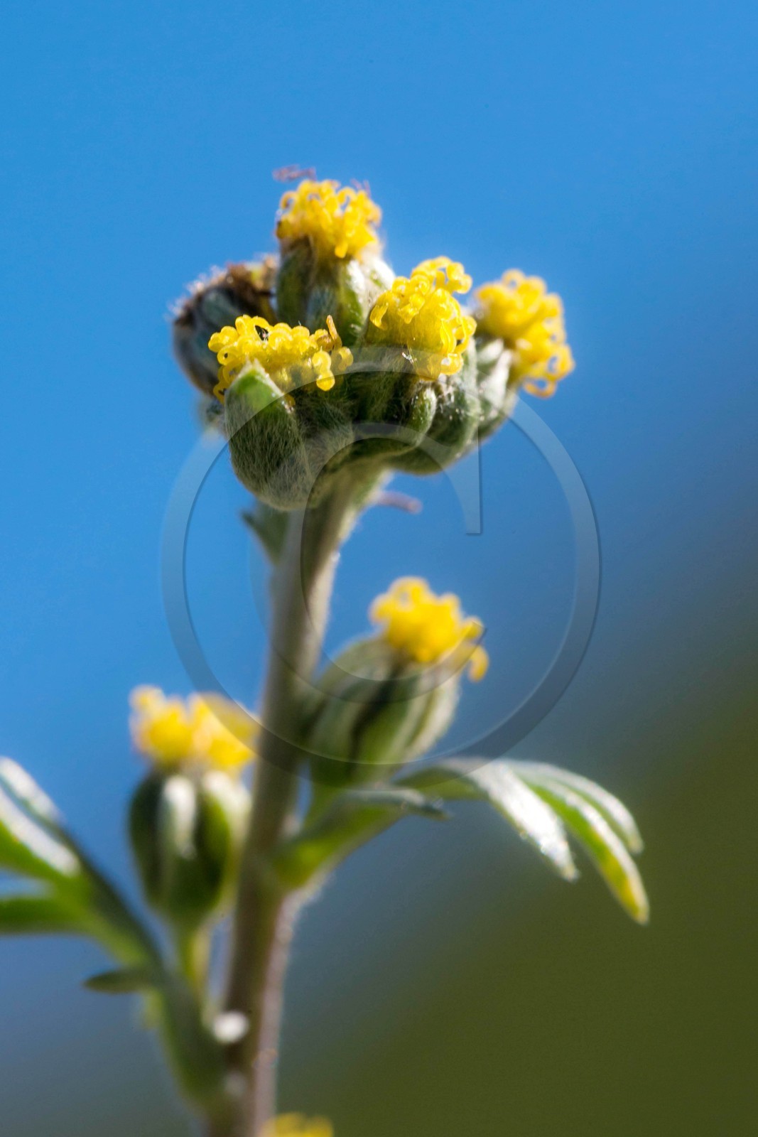 Orcières 1850, Bruno Gonnon agriculteur bio de génépi