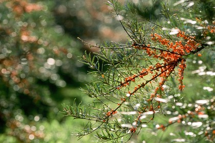 Argousier