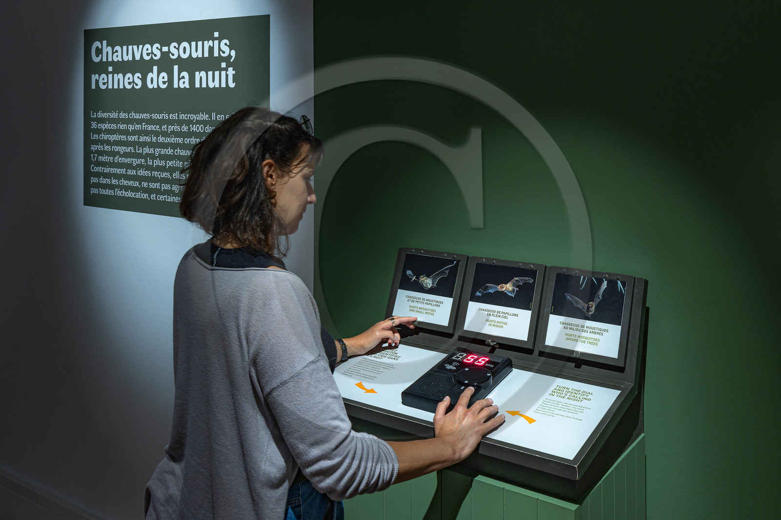 Musée Muséum départemental des Hautes-Alpes, Exposition Nuit