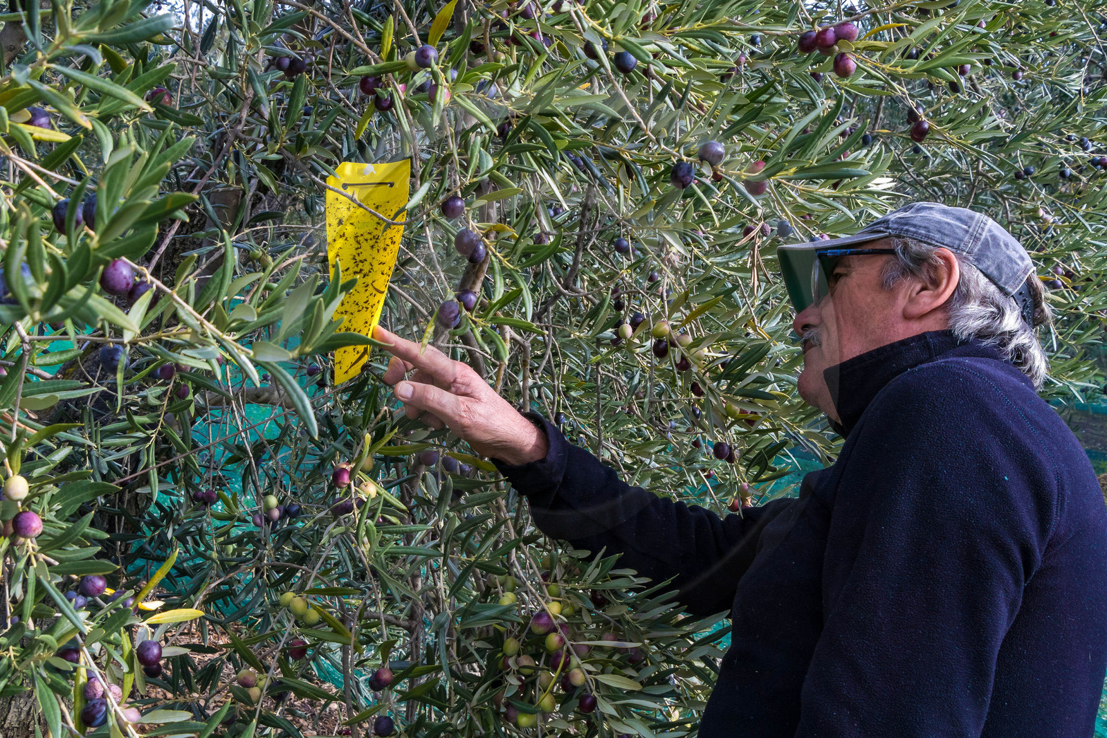 Le verger des Baux, Olivier Roman