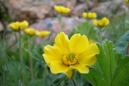 Benoite des montagnes, Geum montanum