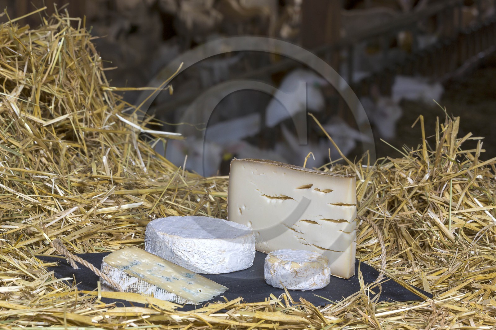 GAEC du Bois Noir, vente sur place de fromages de chèvre