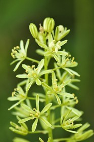 Asperge des bois, Ornithogale des Pyrénées, Ornithogalum pyrenaicum