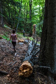 Bois du Chapitre, forêt domaniale de Gap-Chaudun
