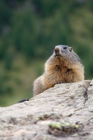 Marmotte des Alpes ( Marmota marmota )
